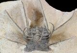, Ceratonurus Trilobite - Foum Zguid #38800-2